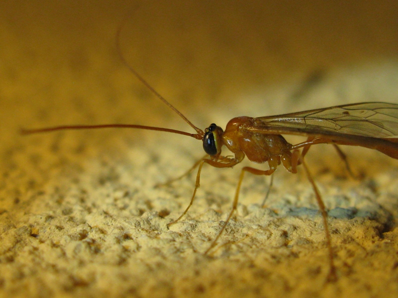 determinazione Ichneumonidae???